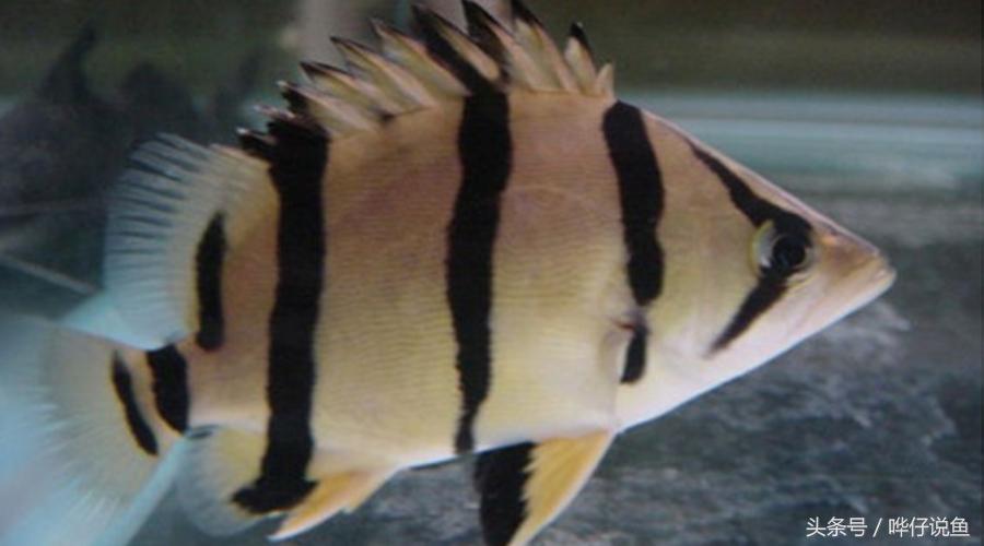 用一句话证明我是超级有钱人：我家鱼缸里有八条泰国虎鱼！