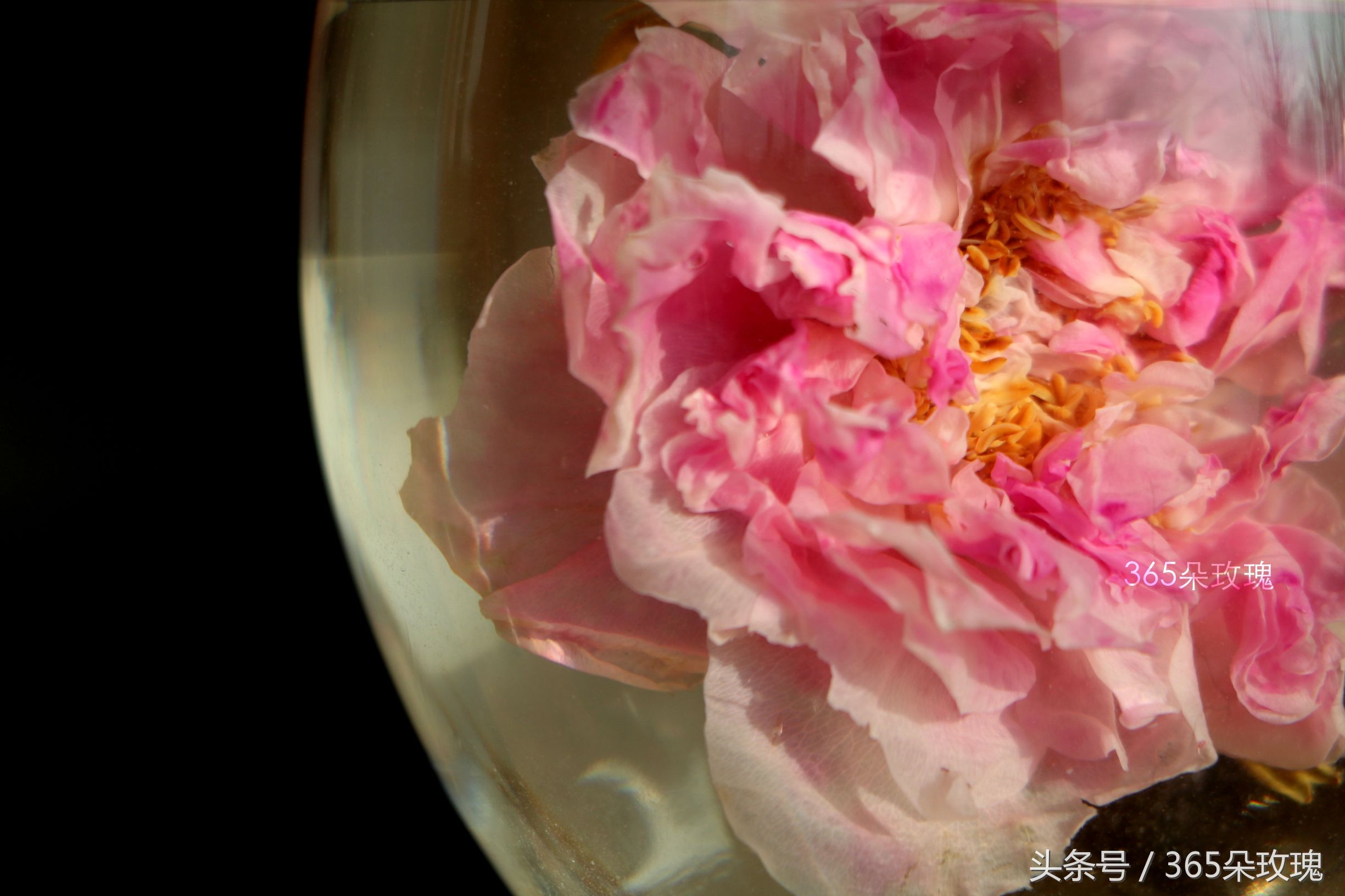 玫瑰花茶可以泡出精油吗女生,玫瑰花茶真的能泡出玫瑰精油吗