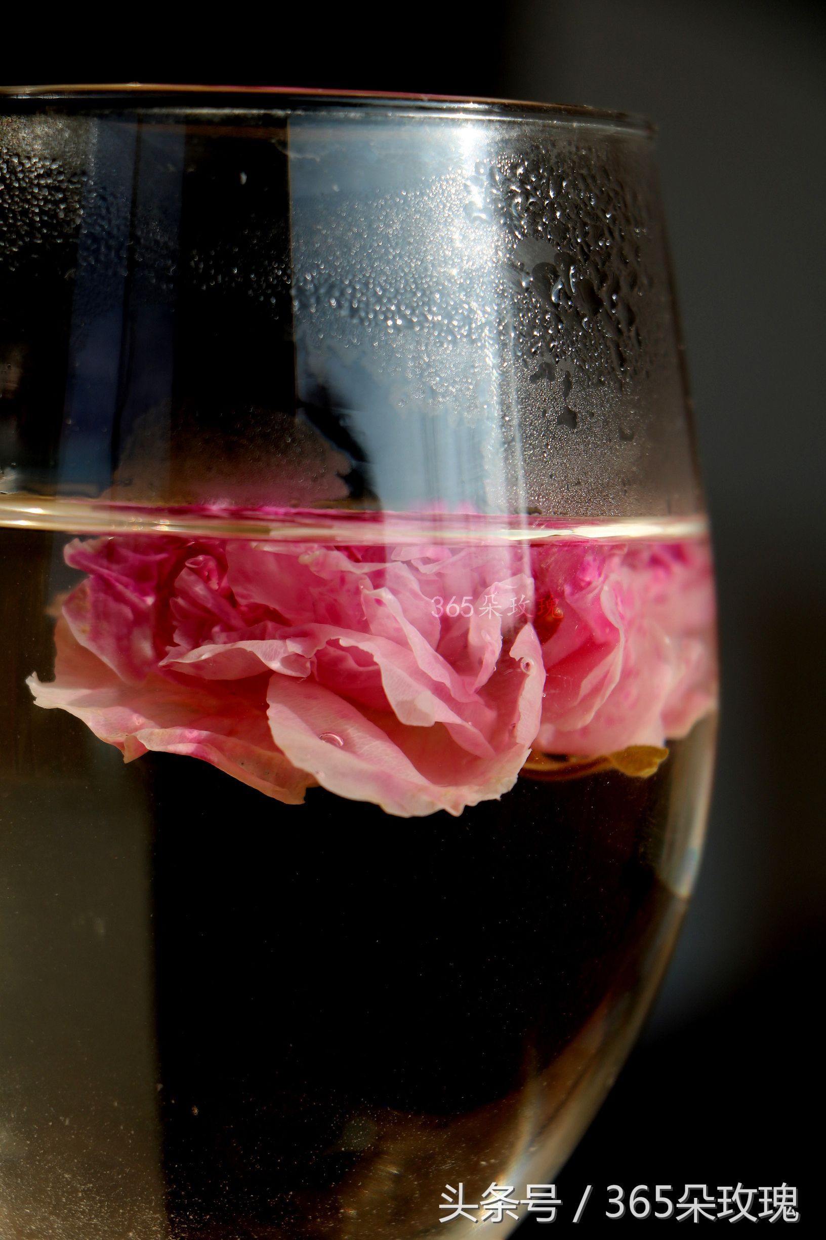 玫瑰花茶可以泡出精油吗女生,玫瑰花茶真的能泡出玫瑰精油吗