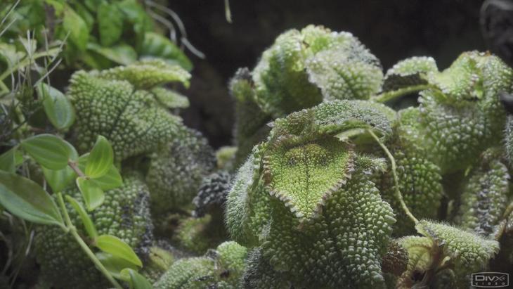 可拍4KHDR视频的手持摄像机1英寸CMOS索尼FDR-AX700摄像机评测