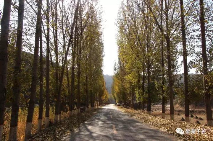 路边的白杨树歌曲,偶遇路边白杨树文案