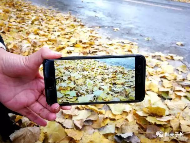 路边的白杨树歌曲,偶遇路边白杨树文案