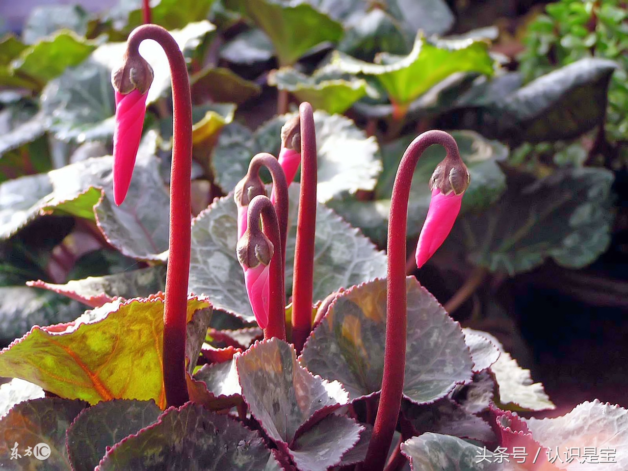冬季盆栽仙客来要经常晒太阳吗,适合冬天阳台养的花卉盆栽仙客来