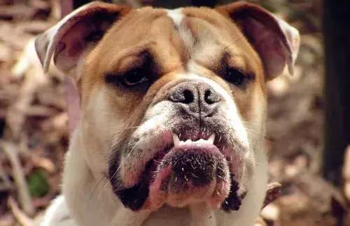 在家打扫卫生要注意安全,家里养宠物犬如何打扫卫生