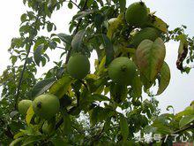 木瓜树植物观察记录,木瓜树植物大全