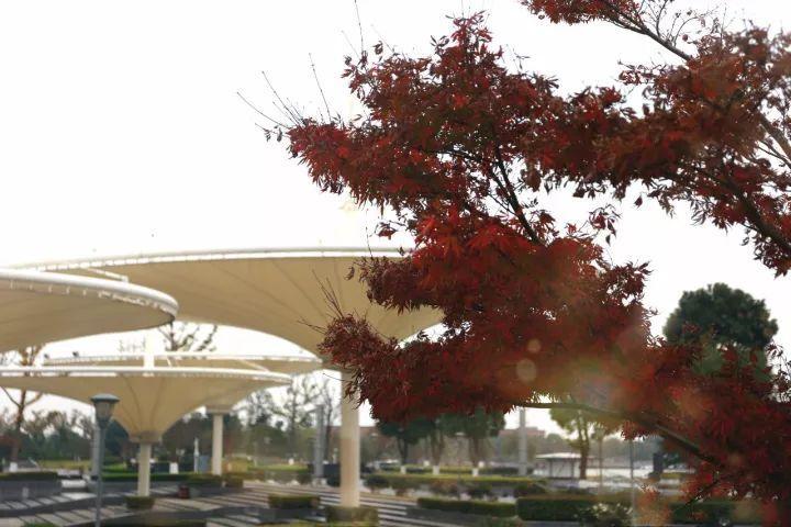 你越黄，我越喜欢！凛冬将至，这是最后一波西太湖的秋景