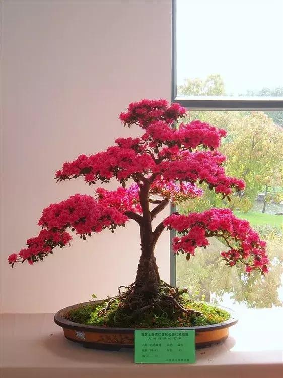 杜鹃花的鉴赏方法,关于杜鹃花的养护知识资料