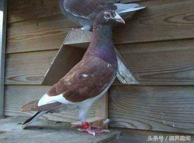 鸽子一年繁殖几窝蛋合适,冬天鸽子孵蛋注意事项