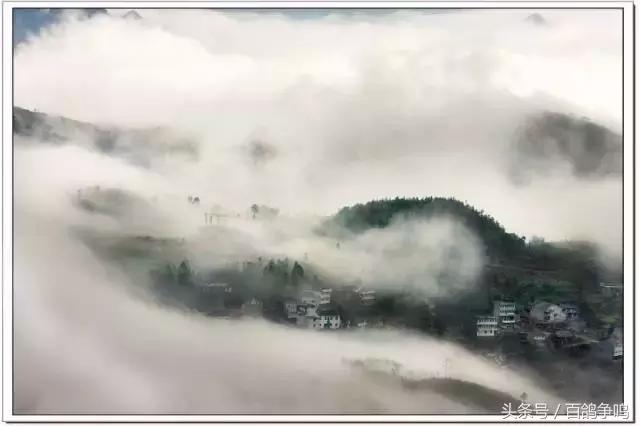 胡刚赛鸽,胡刚说鸽定棚鸽最新视频