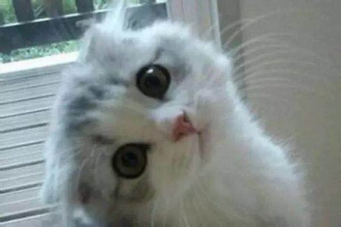 武汉市联合宠物医院怎么样,武汉联合动物医院养宠物