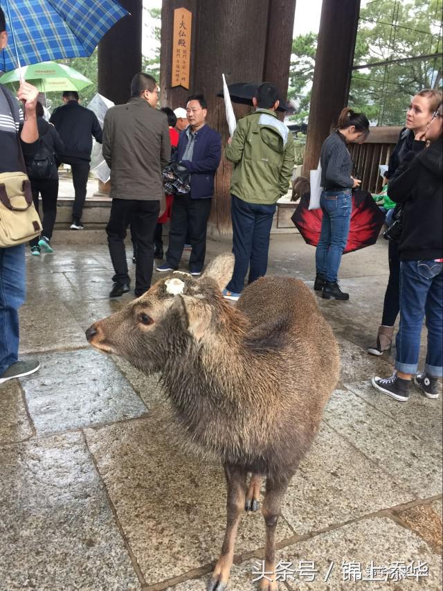 去日本旅游最全攻略,去日本旅游必看