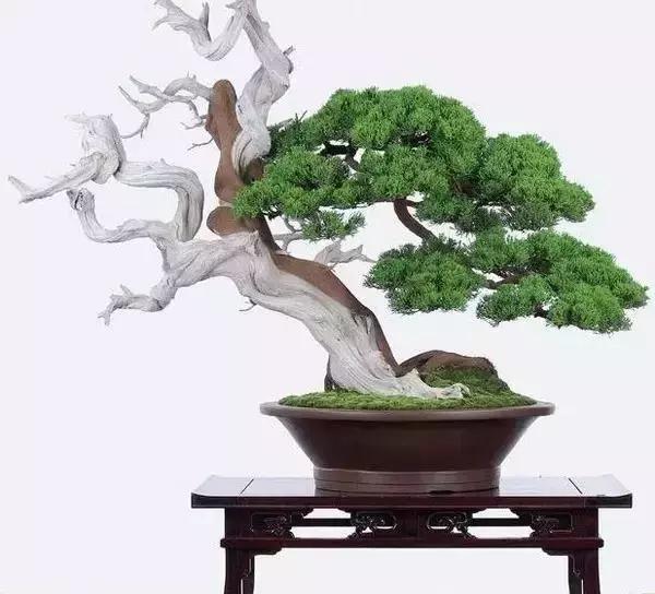 榆树盆景冬天在室内落叶吗,落叶盆景冬天怎么养护