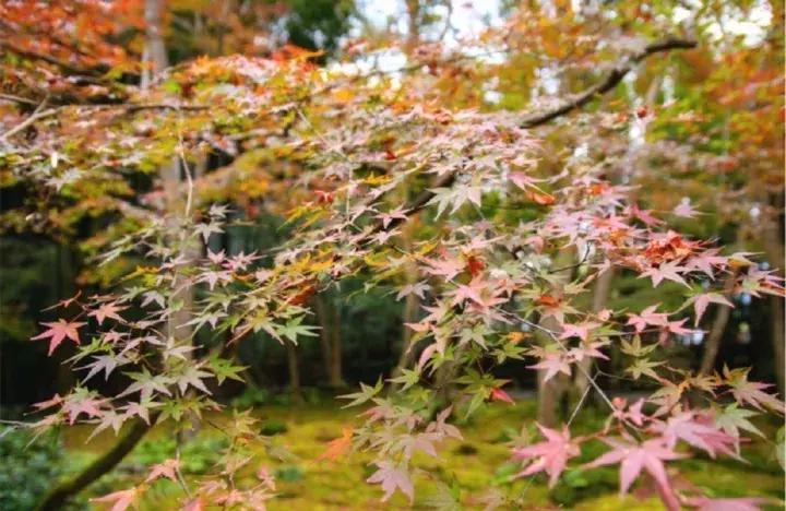 京都扫货攻略,京都购物省钱技巧