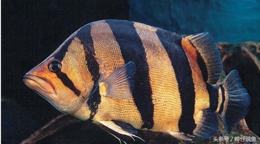 用一句话证明我是超级有钱人：我家鱼缸里有八条泰国虎鱼！