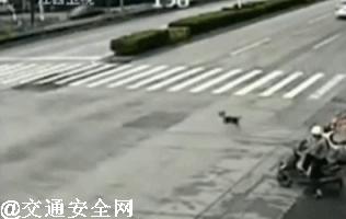 高速撞到动物有什么忌讳,高速行车遇动物怎么办