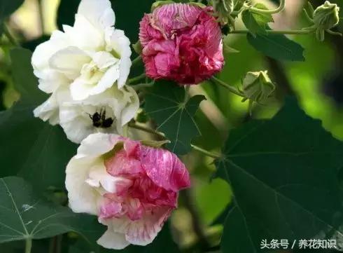 十一月有哪些花盛开,十一月都有哪些典型花朵