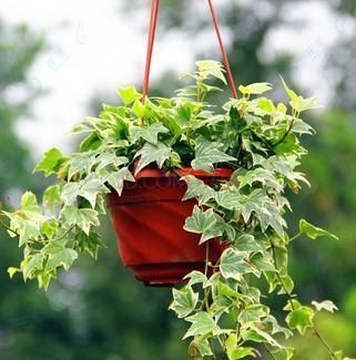 除甲醛最好的绿植都有啥,除甲醛最有效的绿植有哪些