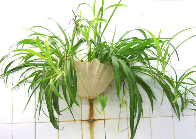 除甲醛最好的绿植都有啥,除甲醛最有效的绿植有哪些