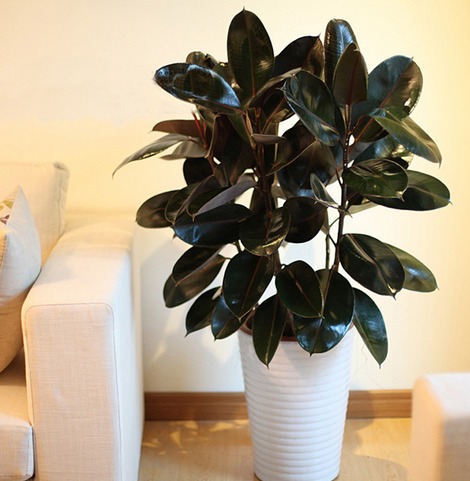 除甲醛最好的绿植都有啥,除甲醛最有效的绿植有哪些