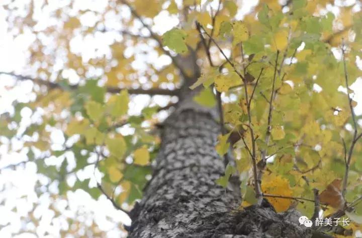 路边的白杨树歌曲,偶遇路边白杨树文案