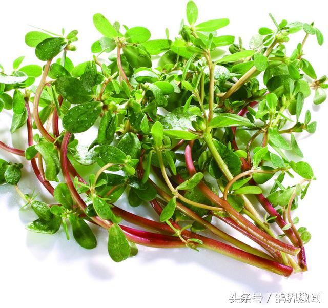 对鸽子有益的植物,养鸽天然植物