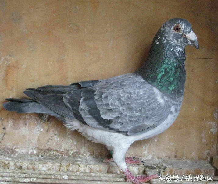 对鸽子有益的植物,养鸽天然植物