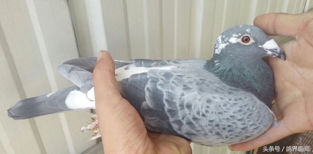 对鸽子有益的植物,养鸽天然植物