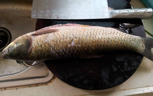 咋样做出的鱼片又嫩又滑,饭店做的鱼片为什么烂不了