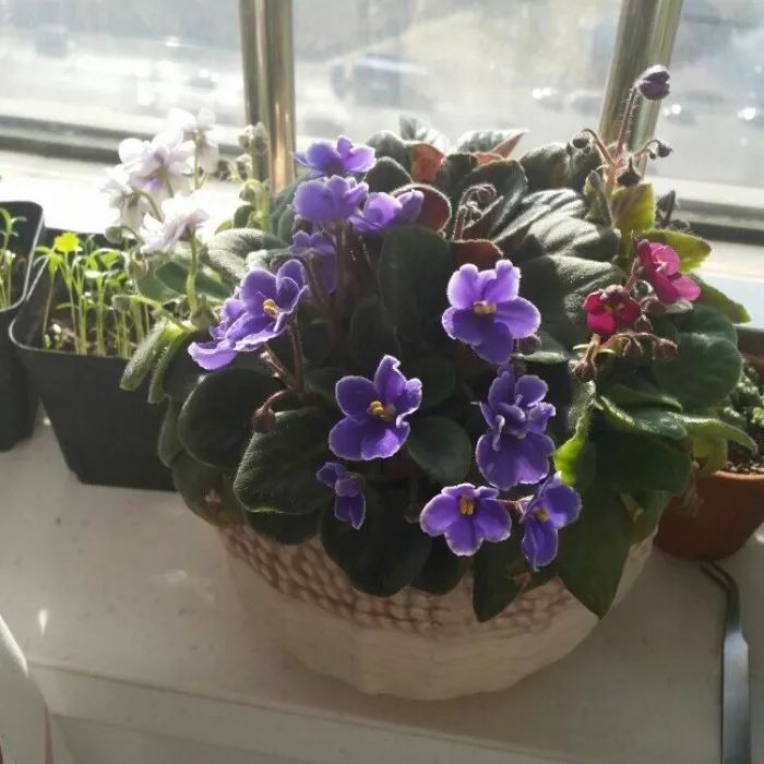 养在室内可以四季开花的非洲堇，为什么花友养没几天就枯萎了