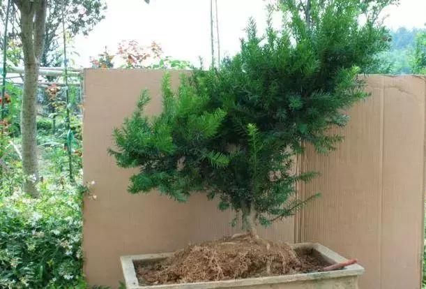 红豆杉盆栽如何介绍,红豆杉盆景教程