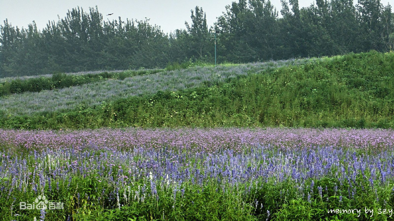 蓝调薰衣草庄园门票,蓝调薰衣草庄园月季花