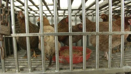 扬州人今后去菜场购买活禽不再现杀!活禽交易新规出台