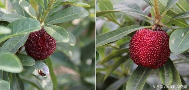 农村山上出现树罩“蚊帐”城里人看不懂，农民却靠它亩收4万元