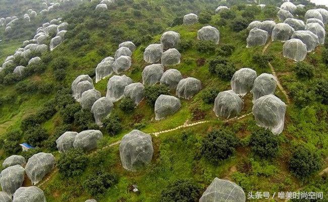 农村山上出现树罩“蚊帐”城里人看不懂，农民却靠它亩收4万元