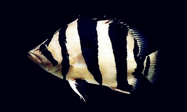 娉拌檸鍜屽嵃灏艰檸鍝釜濂藉吇,娉拌檸鍜屽嵃灏艰檸鐨勫尯鍒湪鍝噷