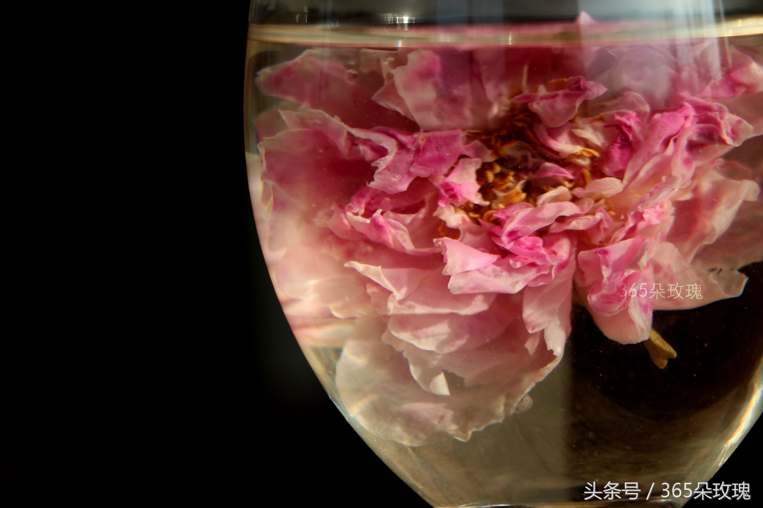 玫瑰花茶可以泡出精油吗女生,玫瑰花茶真的能泡出玫瑰精油吗