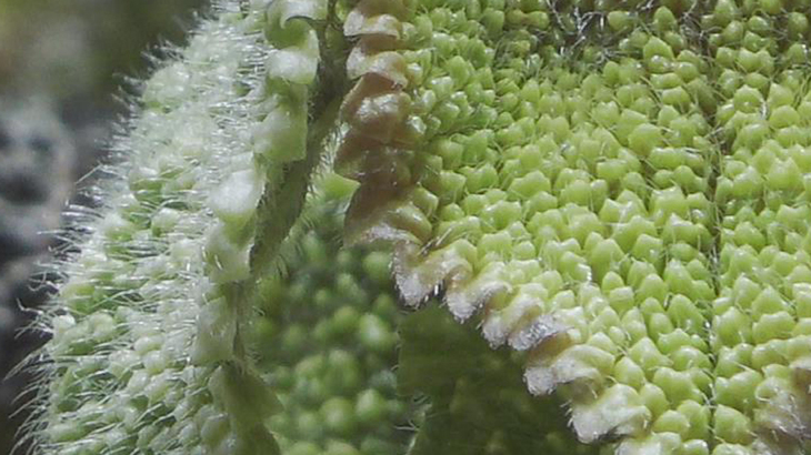 可拍4KHDR视频的手持摄像机1英寸CMOS索尼FDR-AX700摄像机评测