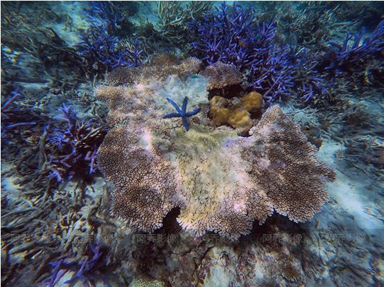 帕劳自由行,帕劳自由行最新攻略