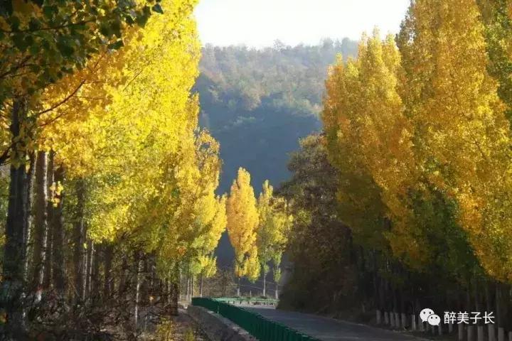 路边的白杨树歌曲,偶遇路边白杨树文案