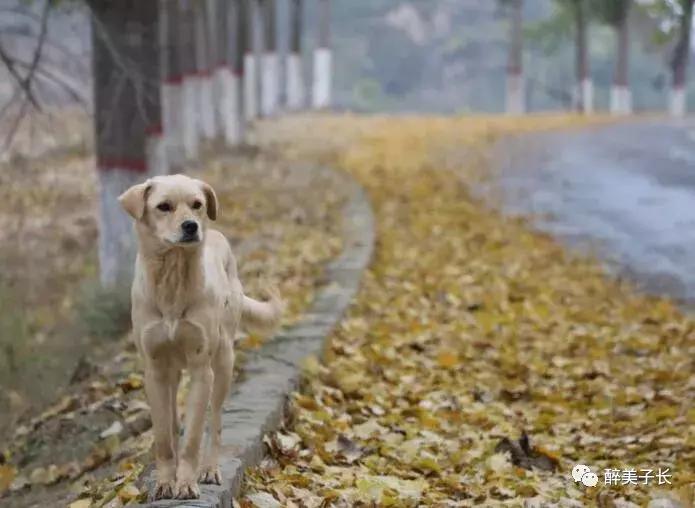 路边的白杨树歌曲,偶遇路边白杨树文案