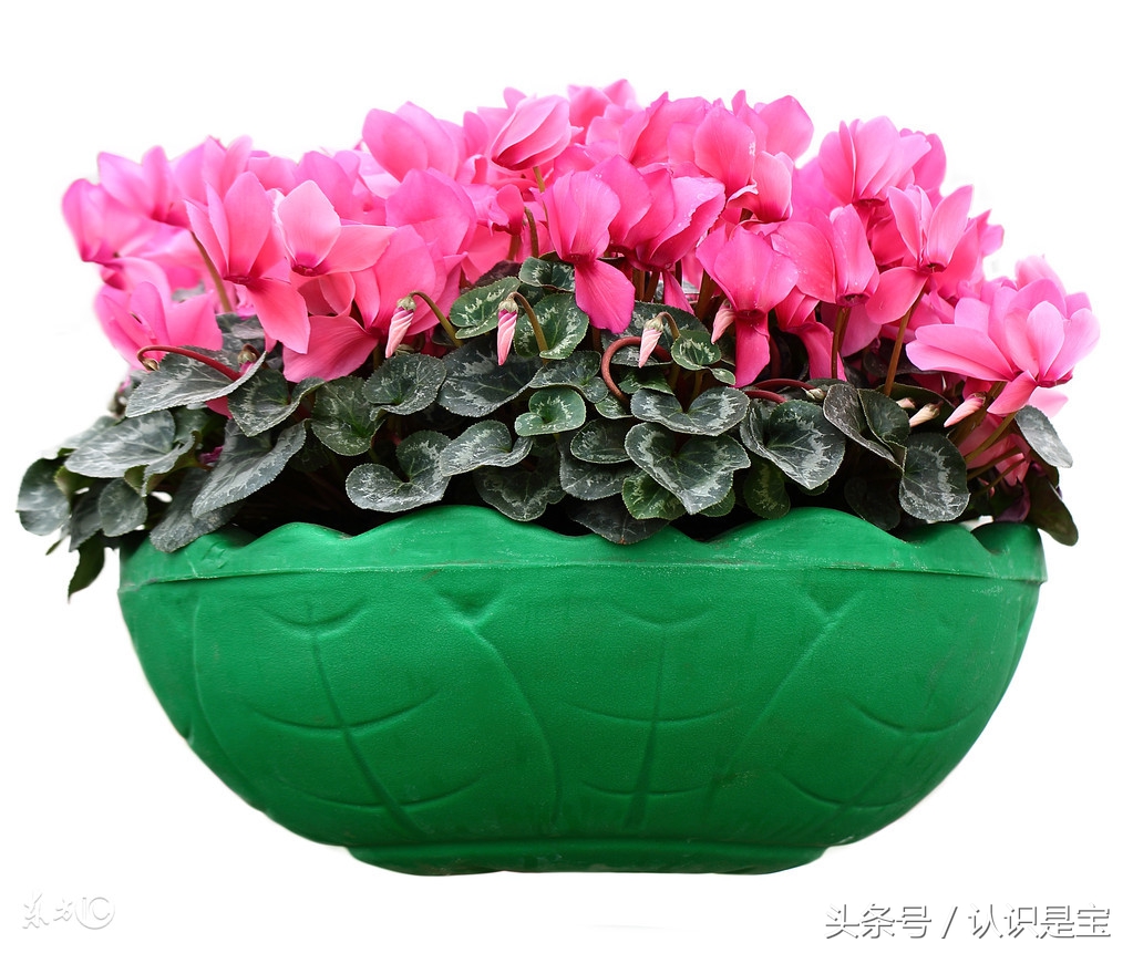 冬季盆栽仙客来要经常晒太阳吗,适合冬天阳台养的花卉盆栽仙客来