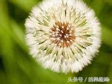 对鸽子有益的植物,养鸽天然植物