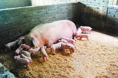 养猪场的母猪比例是多少,你对工厂的设备设施了解多少