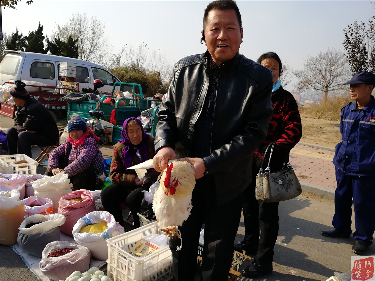 乌鸡为什么下普通鸡蛋,乌鸡下了粉蛋什么原因