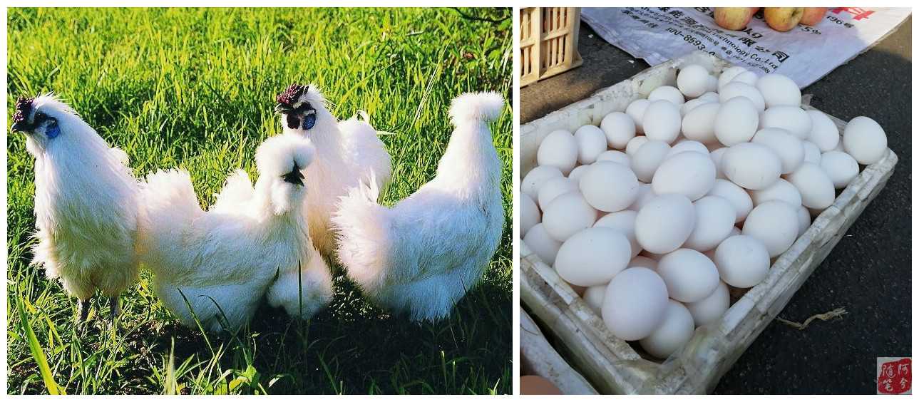 乌鸡为什么下普通鸡蛋,乌鸡下了粉蛋什么原因