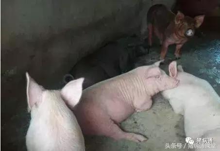 养猪饲料辣椒,辣椒喂猪有什么好处