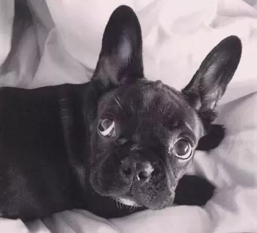 在家打扫卫生要注意安全,家里养宠物犬如何打扫卫生