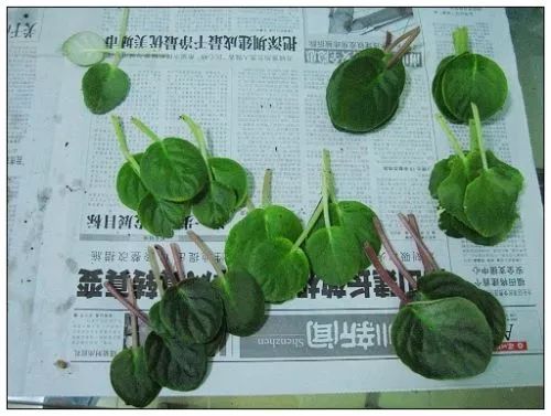 养在室内可以四季开花的非洲堇，为什么花友养没几天就枯萎了