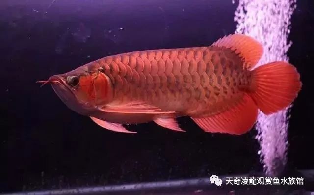 龙鱼受惊,龙鱼受惊如何封缸