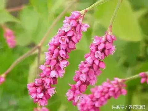 诗经植物图鉴内容,诗经中30植物名
